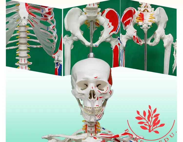 7 Life size skeleton.jpg