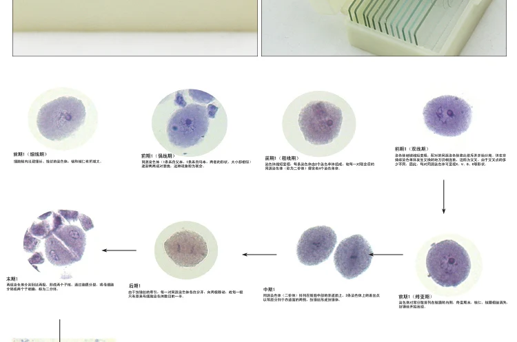 蚕豆微孢子细胞减数分裂成熟花药准备显微镜幻灯片