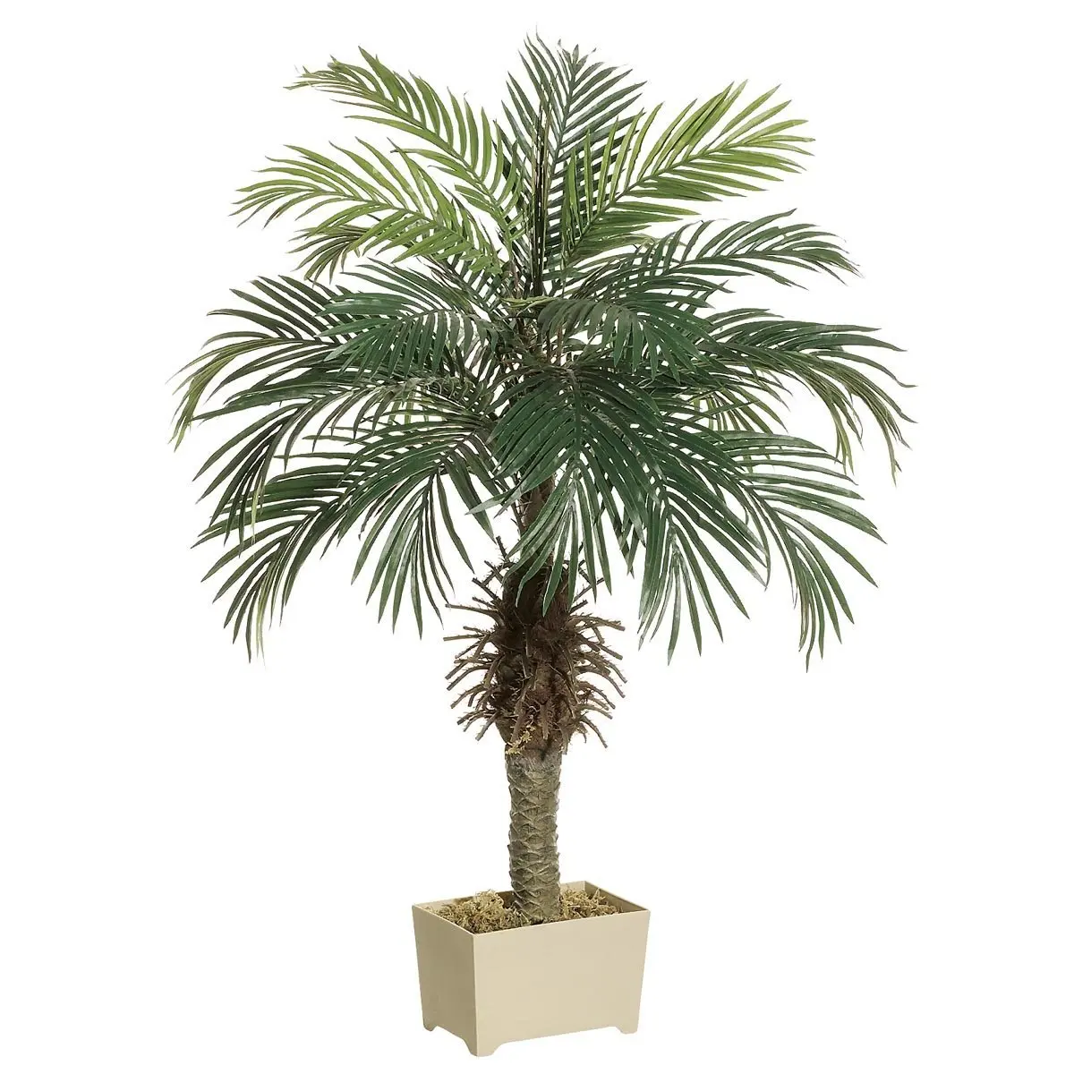 4' Phoenix Palm Tree in Rectangular Plastic Pot (Pack of 2)