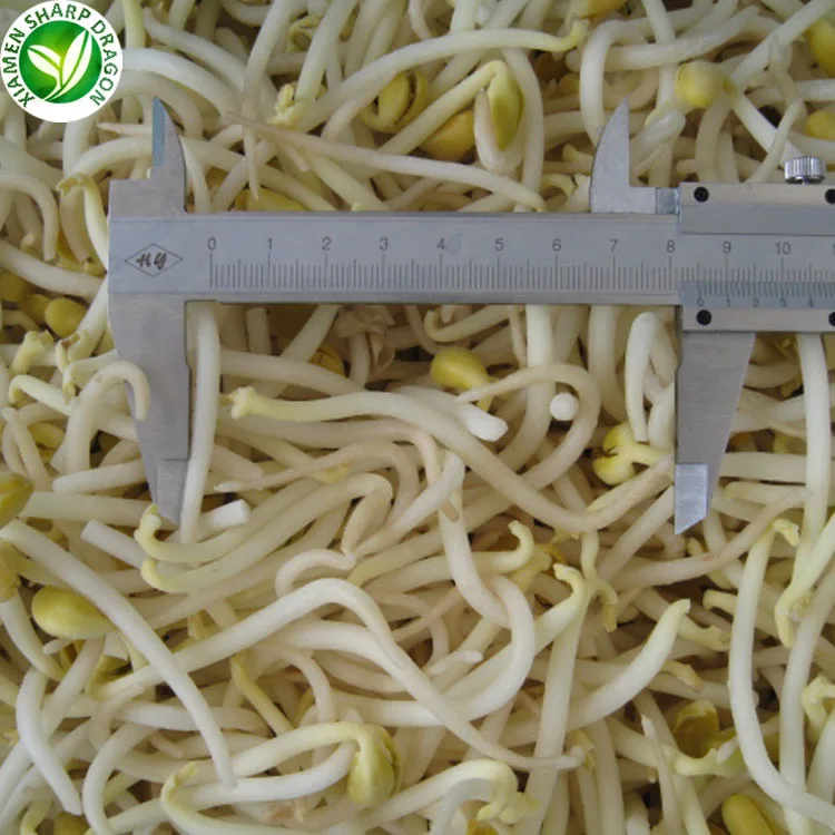 
IQF Wholesale vegetables green frozen mung bean sprout 