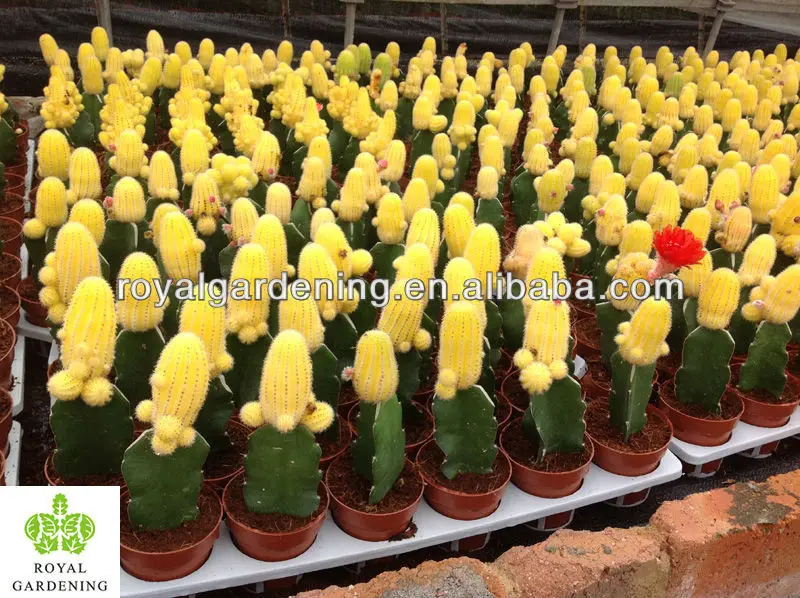 Cacti In 5 5cm Pot Nursery Cactus Indoor Plant Cacti In 5 5cm Pot Nursery