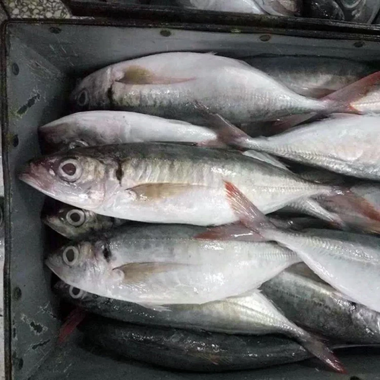 frozen Horse Mackerel Fish  