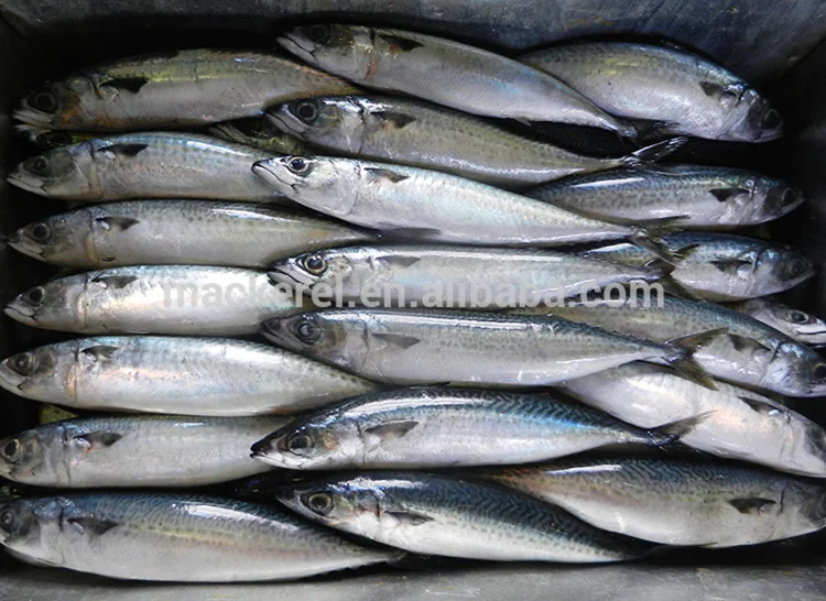 Cheap Prices Fish Buyers Chinese Mackerel Fish Small Size 100200g 200