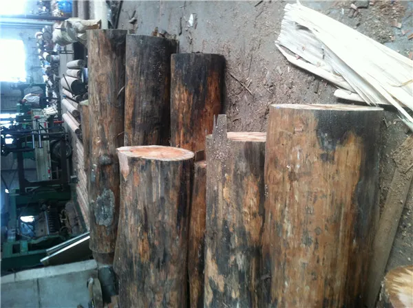 chinese low price natural gurjan veneer ,PLB veneer, for india market