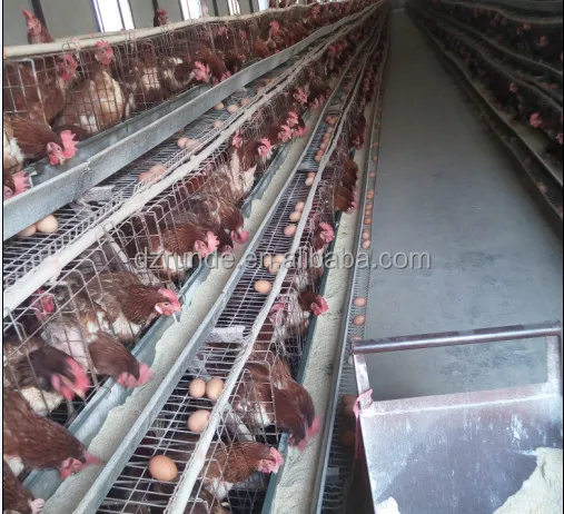 China Wholesale Kenya Chicken Farm Hot Sale Layer Poultry Battery Cages Chicken Cages For Sudan Farms View Chicken Cage Runde Product Details From