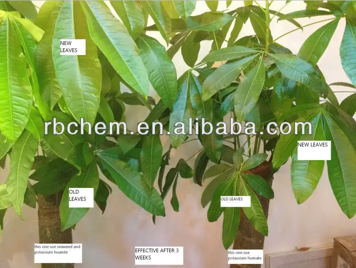 PH SEAWEED FUNCTION.jpg