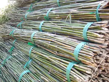 Bamboo Pole Buy Colored Treated Straight Product on 