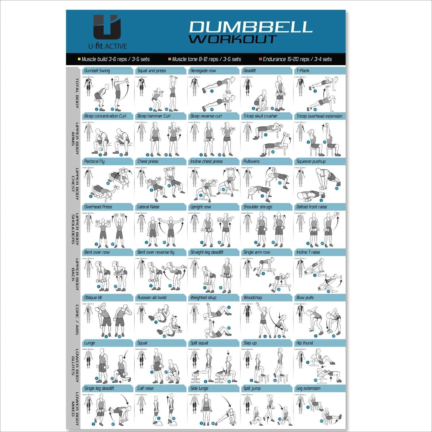 Buy Dumbbell Workout Exercise Poster Now Laminated Strength 8504