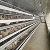intelligent poultry farm construction plan for sale