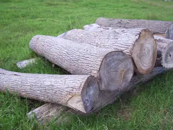 camphor laurel logs