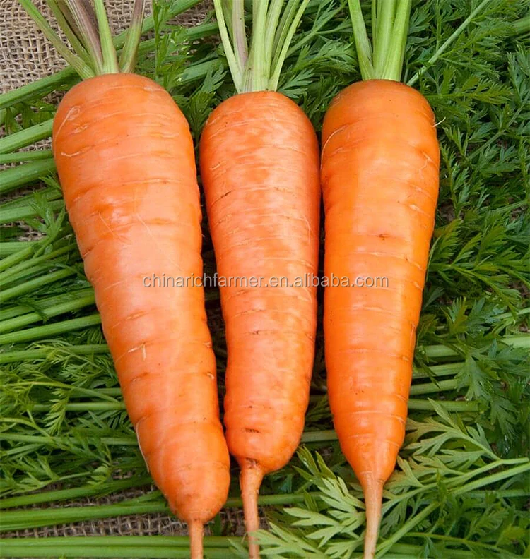 carrot (26).jpg
