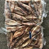 Dirty tube todarodes squid
