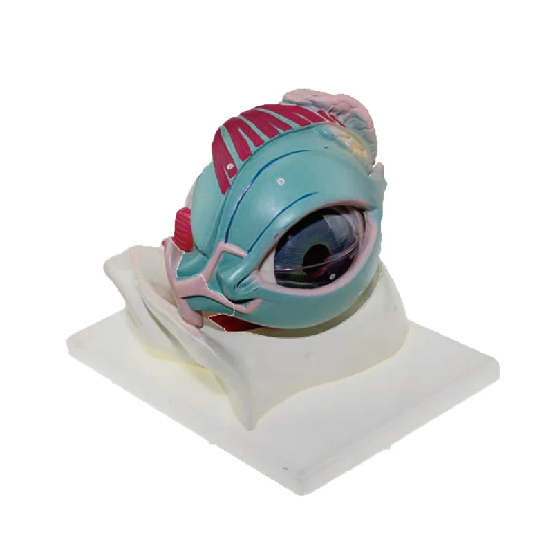 high quality pvc human eye model in orbit