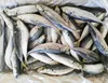 Good Quality IQF Frozen Round Scad ( muroaji ) with all size