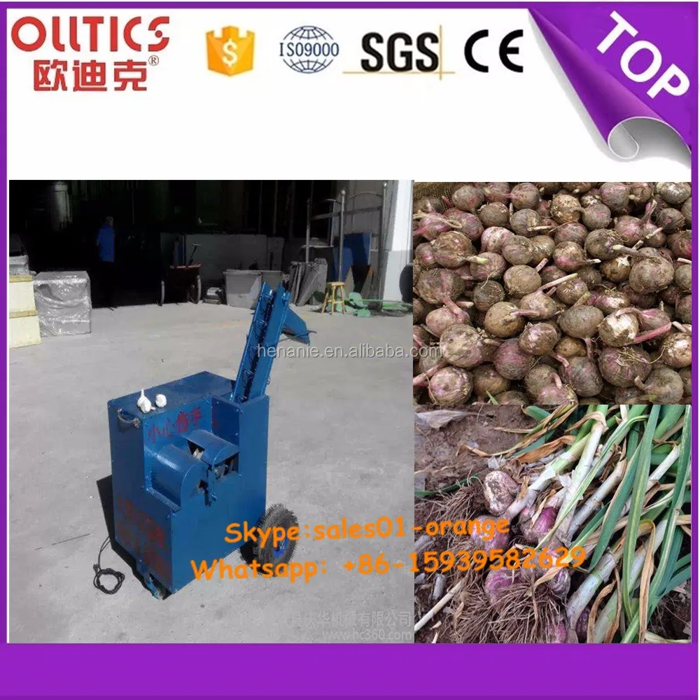 Fresh Garlic Root And Leaves Cutting Machine Buy Fresh Garlic Root