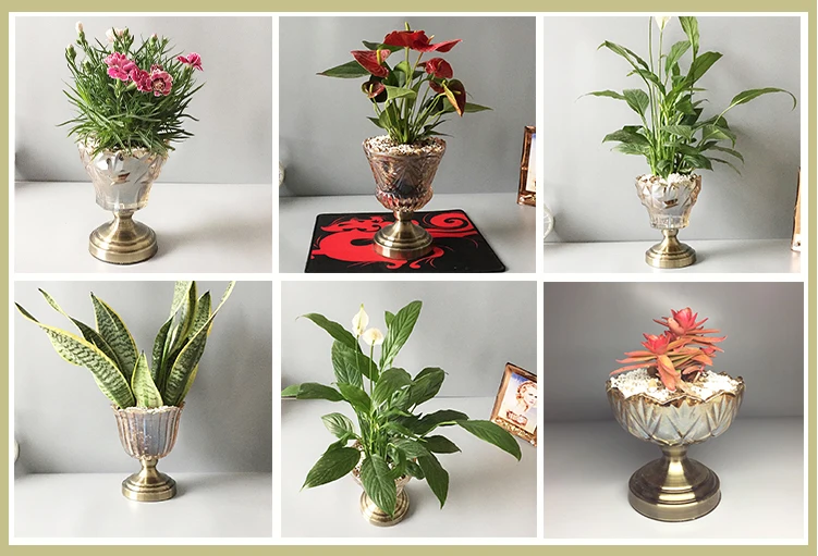 Household Table Top Fresh Plants Flowerpot For Home Decoration Buy Plants Flowerpot,Table Top