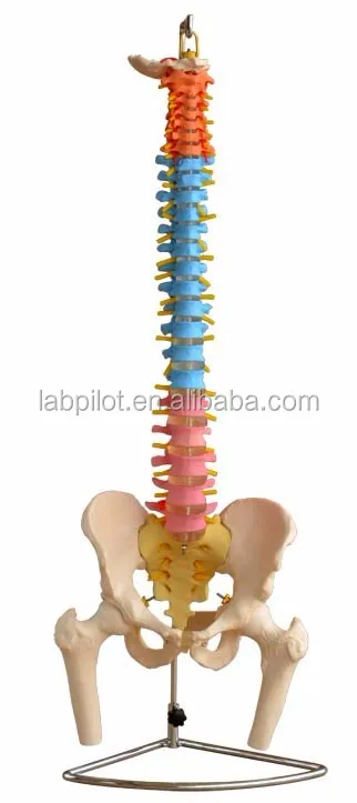 Nouveau Style Colore Modele De Colonne Vertebrale Avec Pelvienne Vertebres Cervicales Les Vertebres Lombaires Et Vertebres Thoraciques Buy Modele De Vertebres Lombaires Modele De Colonne Vertebrale Modele De Vertebres Thoraciques Product On Alibaba Com