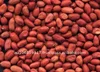 PEANUT BLANCHED PEANUT KERNEL