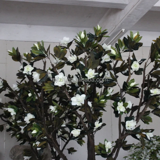 magnoliatree图片
