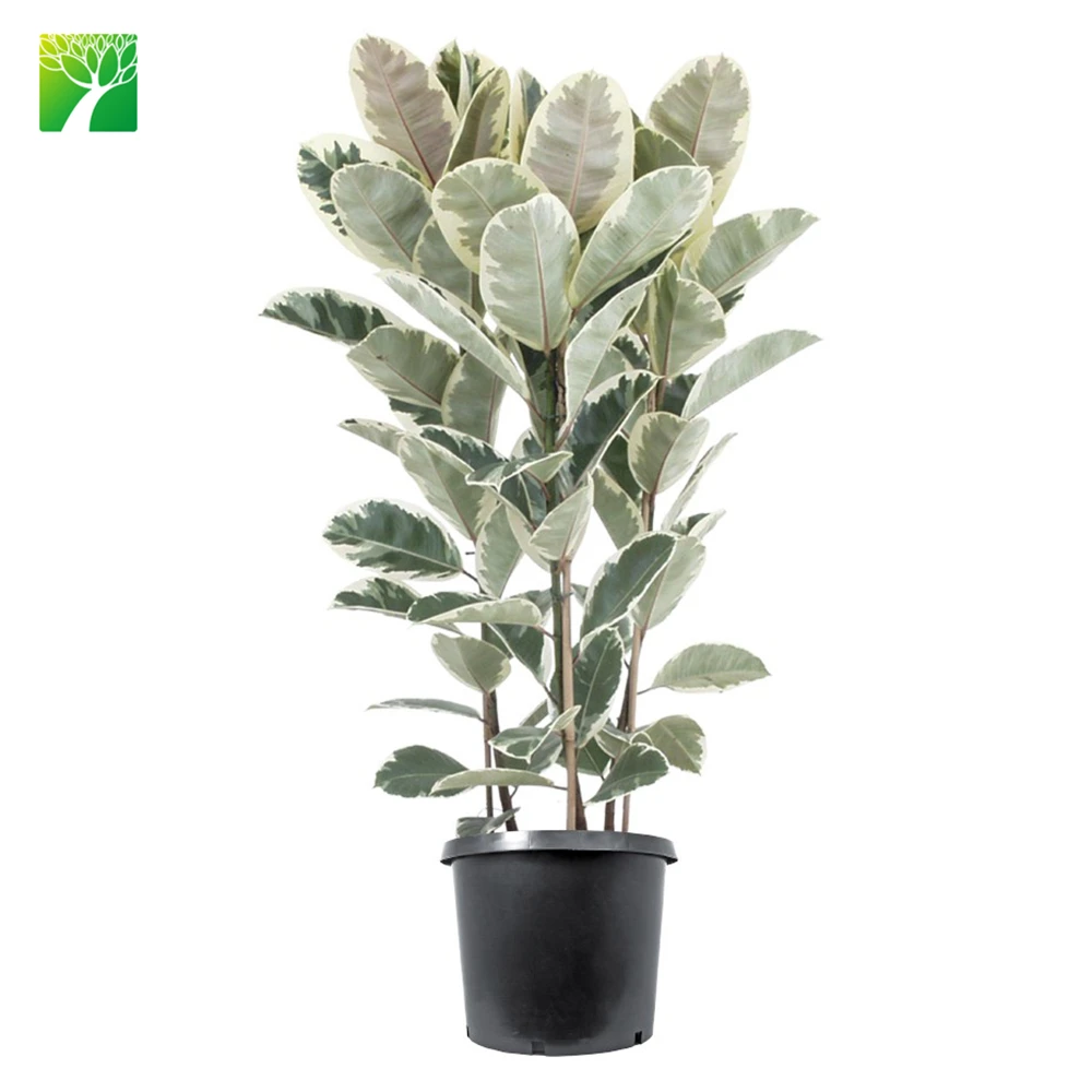 Оптовая продажа низкая цена резиновое дерево многолетняя ornnamental Листва растений Ficus elastica