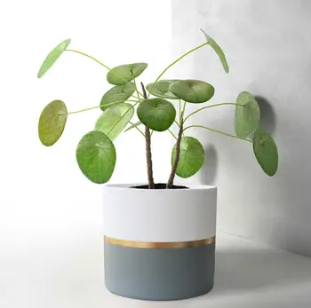 Brown Ceramic Pot 6 5 Pack 2 Indoor Plant Containers White Stand Blue Garden Pots