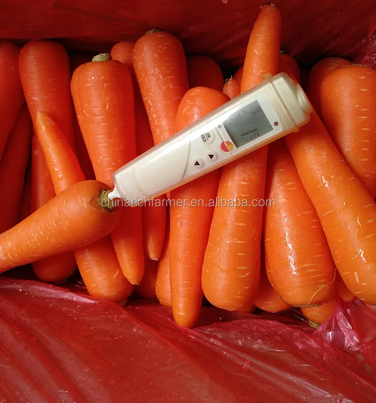 carrot-M (2).jpg