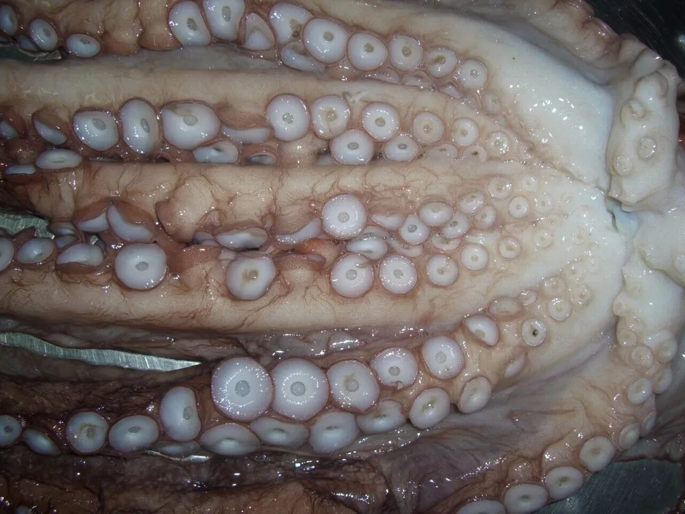 octopus  (9).jpg