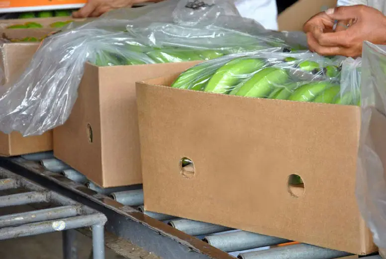 A GRADE Premium Cavendish Banana 20cm Finger Size Fresh Ecuadorian Yellow Green Vacuum Packed GAP Certified 19.5kg Turkey