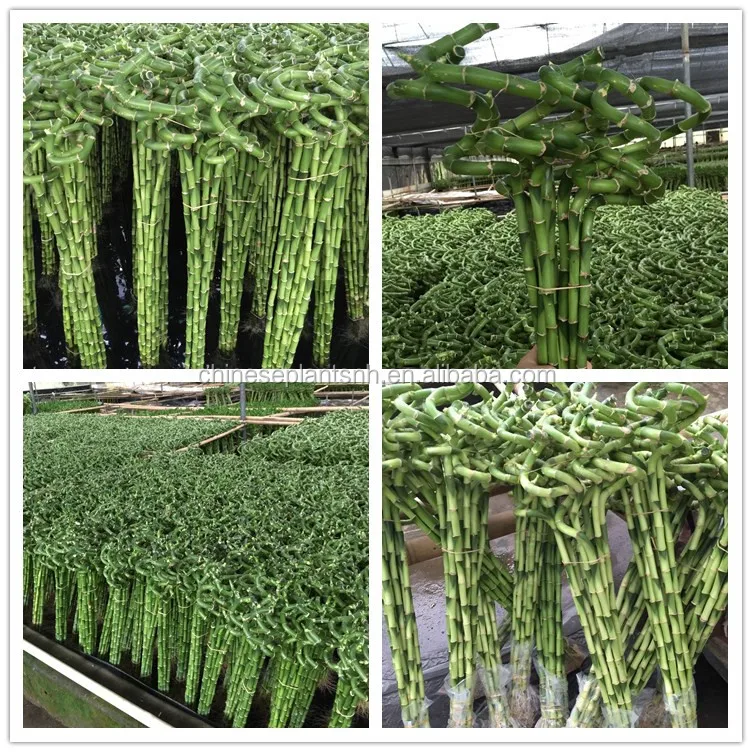 lucky bamboo
