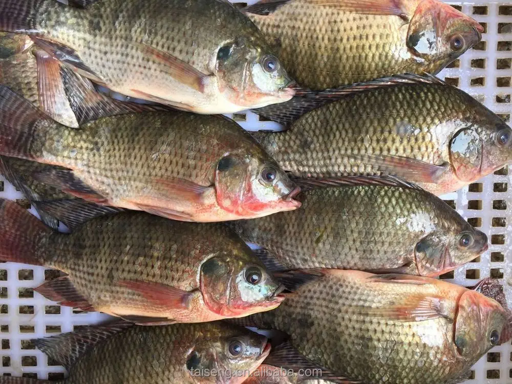 top quality freshwater fish black tilapia for sale