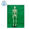 The modek of Human skeleton 170 cm