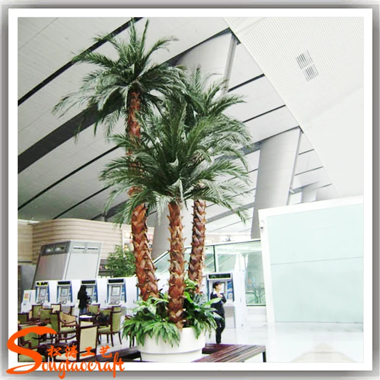 Dubai Palm Tree Plants Palm Trees For Sale Buy Palm Tree Plants,Palm