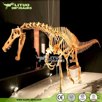 life size dinosaur skeleton for sale