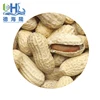 2018 new crop Peanut in shell 9/11 11/13 with factory price for export