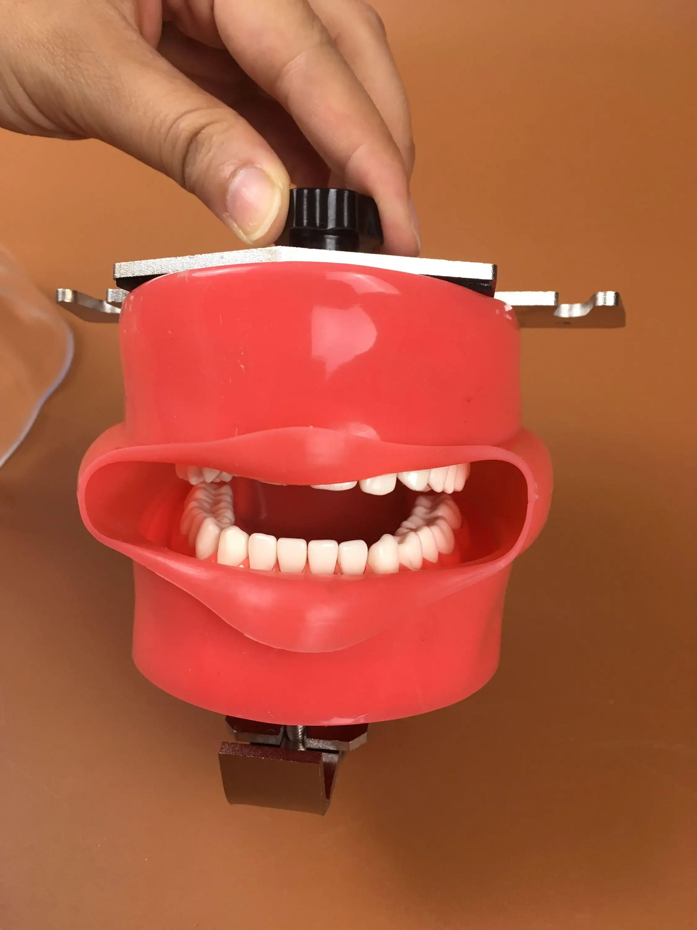 Dental Phantom Head Model Nissin Dental Manikins And Models Phantom