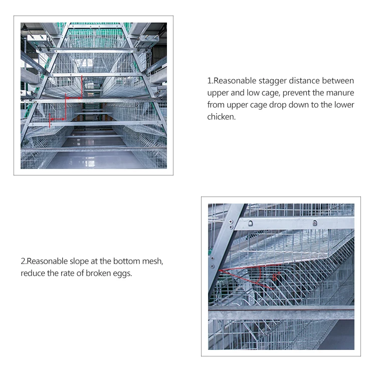 chicken layer cage automatic,chicken egg layer cages,design layer chicken cages