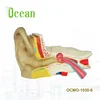 Medical Science Display Anatomy 6 Times Human Ear anatomical Model
