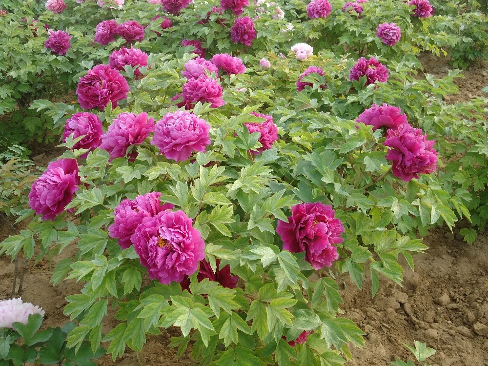 Flores De Peonía De Corte Fresco De La Ciudad De Heze De La Provincia De  Shandong,Brotes De Peonías Herbáceas - Buy Fresh Cut Peony Flower Product  on 