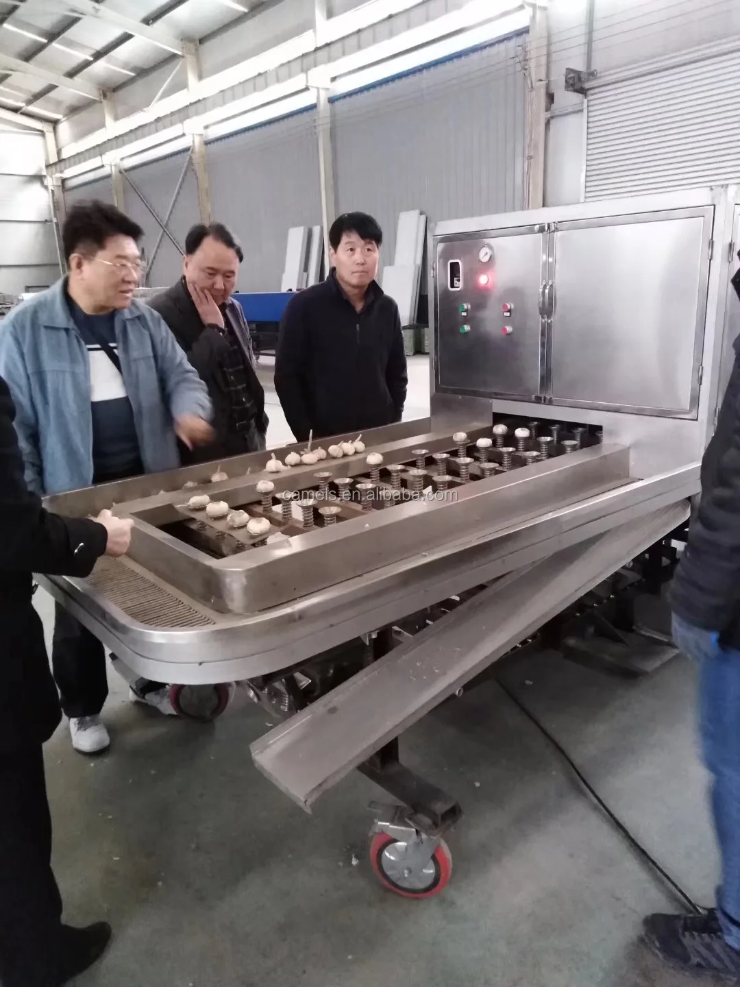 自动大蒜根凹面切割机/大蒜根切机