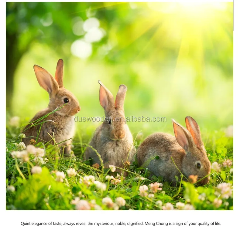 Kayu Heksagonal Kandang Hewan Peliharaan Kelinci Kandang Murah
