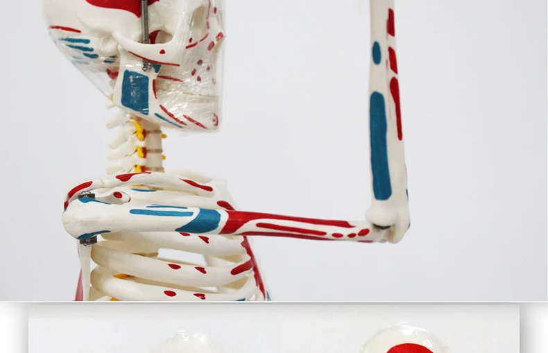 7 artificial skeleton.jpg