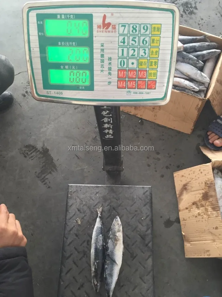 Marine Frozen fresh pacific mackerel whole round frozen mackerel