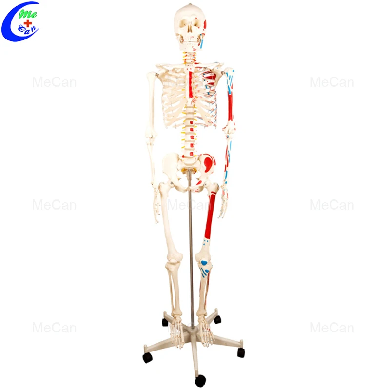 skeleton model