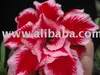 adenium #super dream code 8850