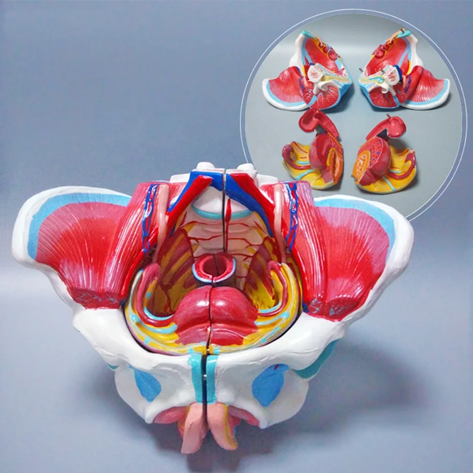 Female Pelvis Model Vagina Medical Anatomy Model For Nurse Training 