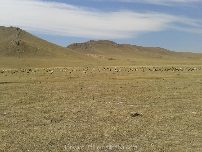 100 Raw Goat Mongolia Pashmina Cashmere Wool Fiber Buy Cashmere Wool