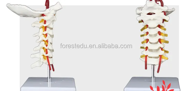 4 vertebral column.jpg