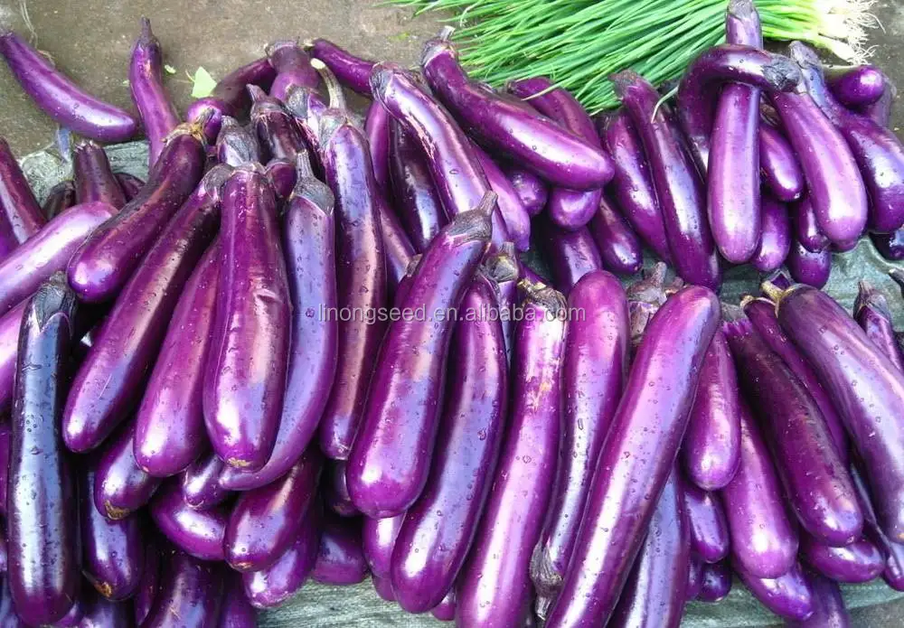 Long Eggplant Seeds High Purity Vegetable Seed Buy Eggplant Seeds 