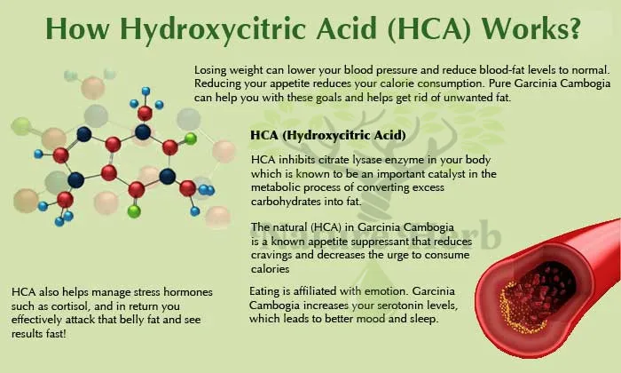 hydroxycitric acid nederlands hydroxycitric acid nederlands