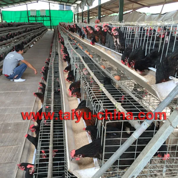 Design Modern Type Chicken Egg Farm Building Poultry Farming In Kenya